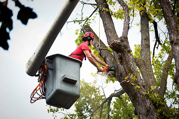 Tree Health Inspection in Charles Town, WV